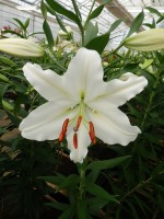 [4244 Rialto EVR No02.JPG]